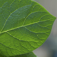 Megalab - växtanalys med gödslingsråd